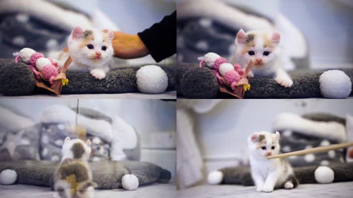 可爱小猫玩耍