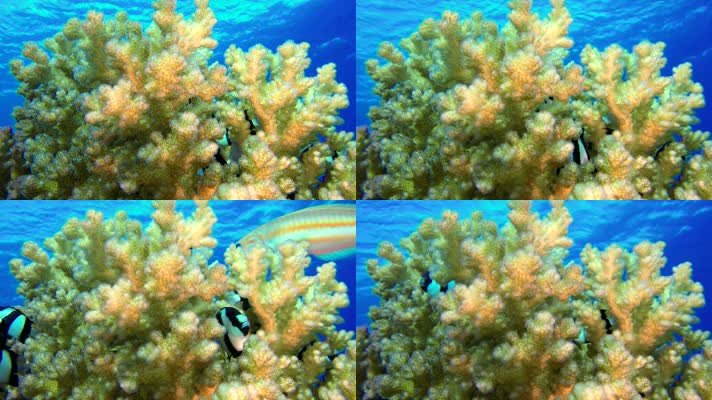 梦幻海底世界 美丽珊瑚  