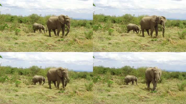 实拍大象野外觅食 4K视频