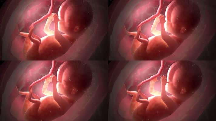 胚胎 发育怀孕 孕育 生命  