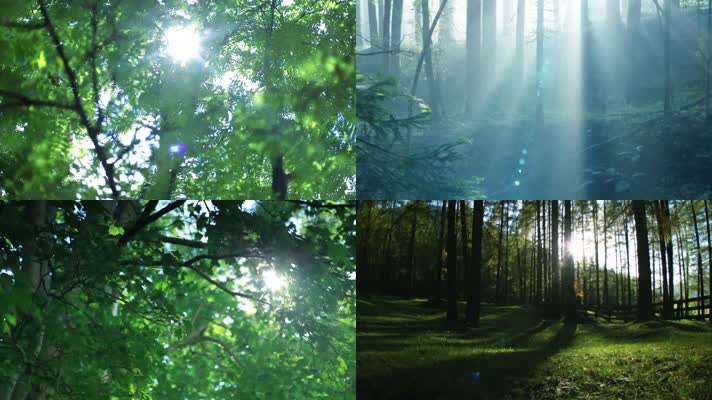 阳光透过树林森林树林空境大自然镜头素材