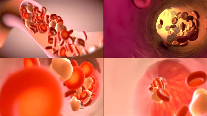 血管红细胞动画