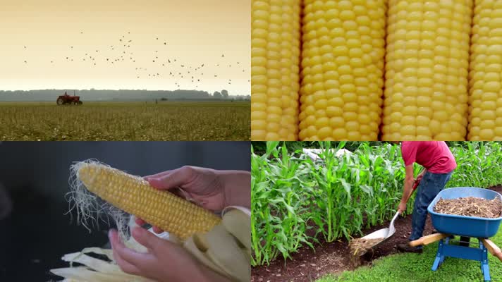 极品玉米素材