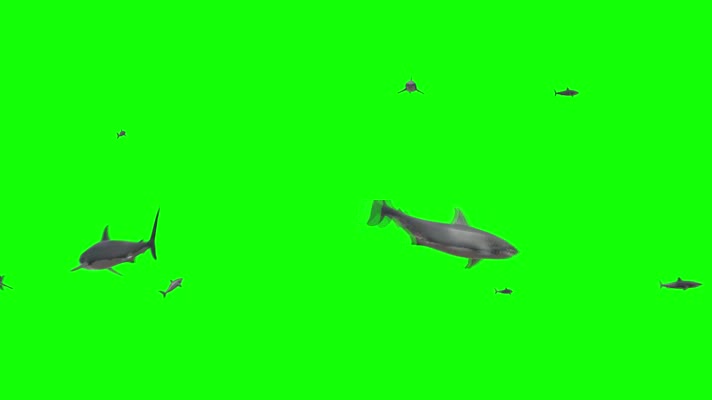 大鲨鱼绿屏抠像 (2)