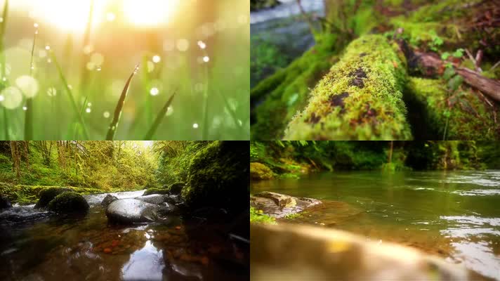 绿色草地大自然天然氧吧森林阳光小溪水