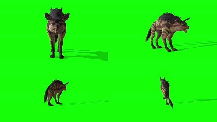 斑鬣犬绿屏抠像【4K高画质】