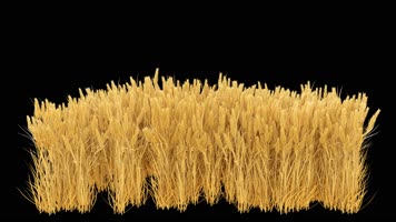 稻田麦田素材-alpha透明通道