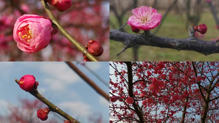 实拍阳春三月春天桃树桃花盛开花蕾绽放