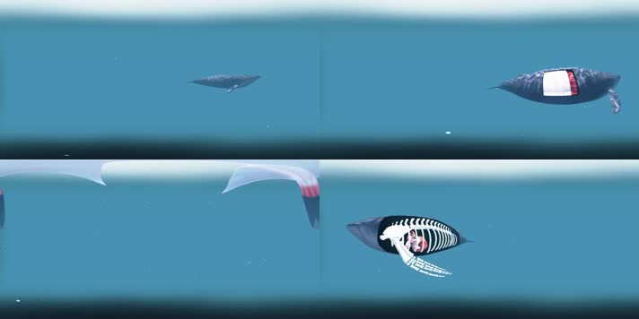 【VR全景】蓝鲸