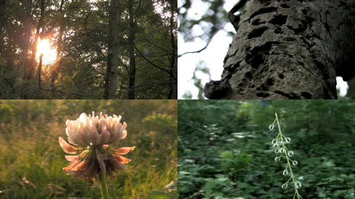 实拍大自然森林动植物