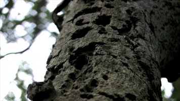 实拍大自然森林动植物