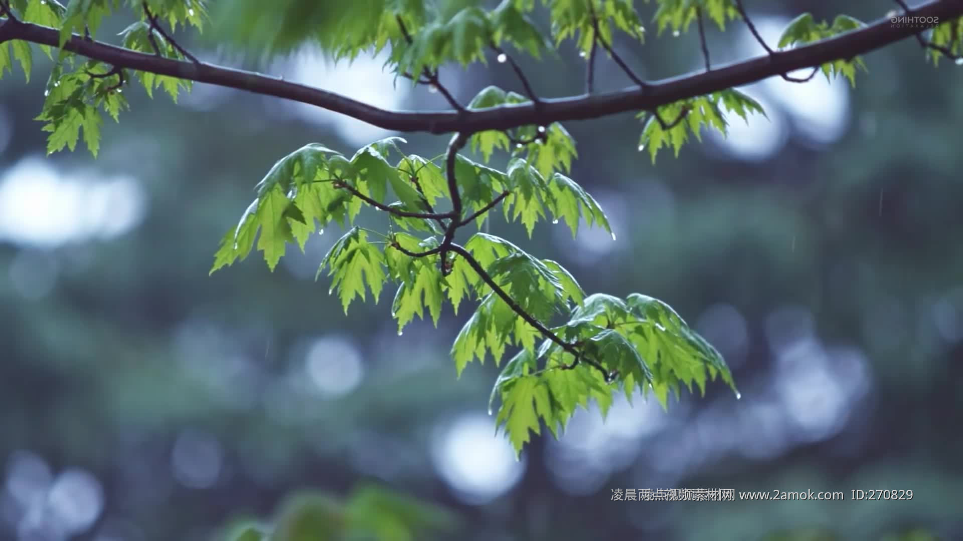 雨中的树叶高清图片下载-正版图片500667126-摄图网