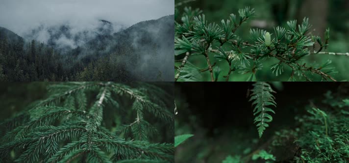 原始森林晨雾-树木树叶-自然雨露水滴