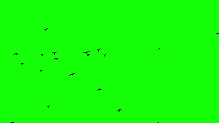 绿幕视频素材鸟群