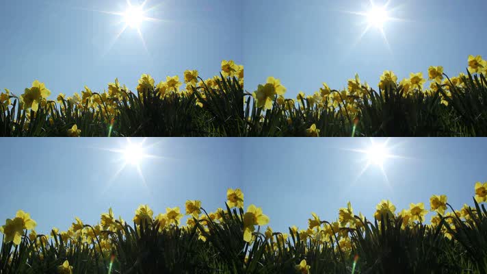 水仙花盛开 水仙花花田 阳光明媚 