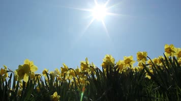 水仙花盛开 水仙花花田 阳光明媚 
