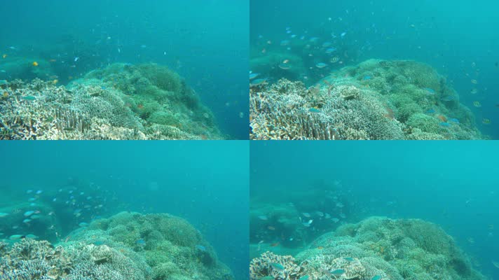 海洋生物海底游鱼海底世界 4K视频
