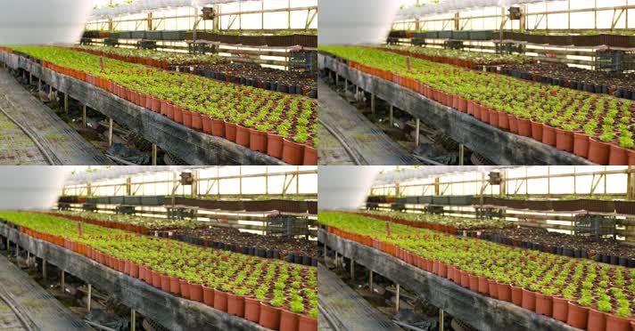 大棚花卉种植 温室育苗 4K视频