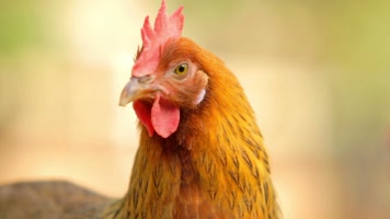 土鸡柴鸡跑山鸡