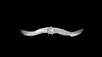 【5款】鸽子特效