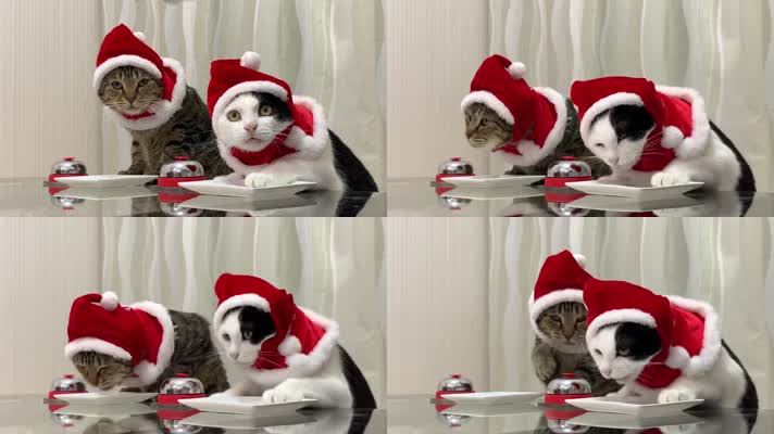 可爱小猫吃东西