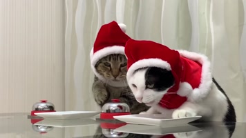 可爱小猫吃东西