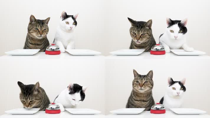 可爱小猫吃东西