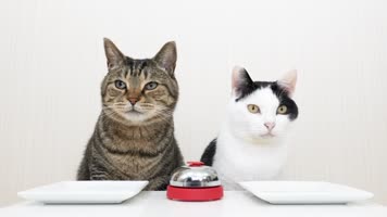 可爱小猫吃东西