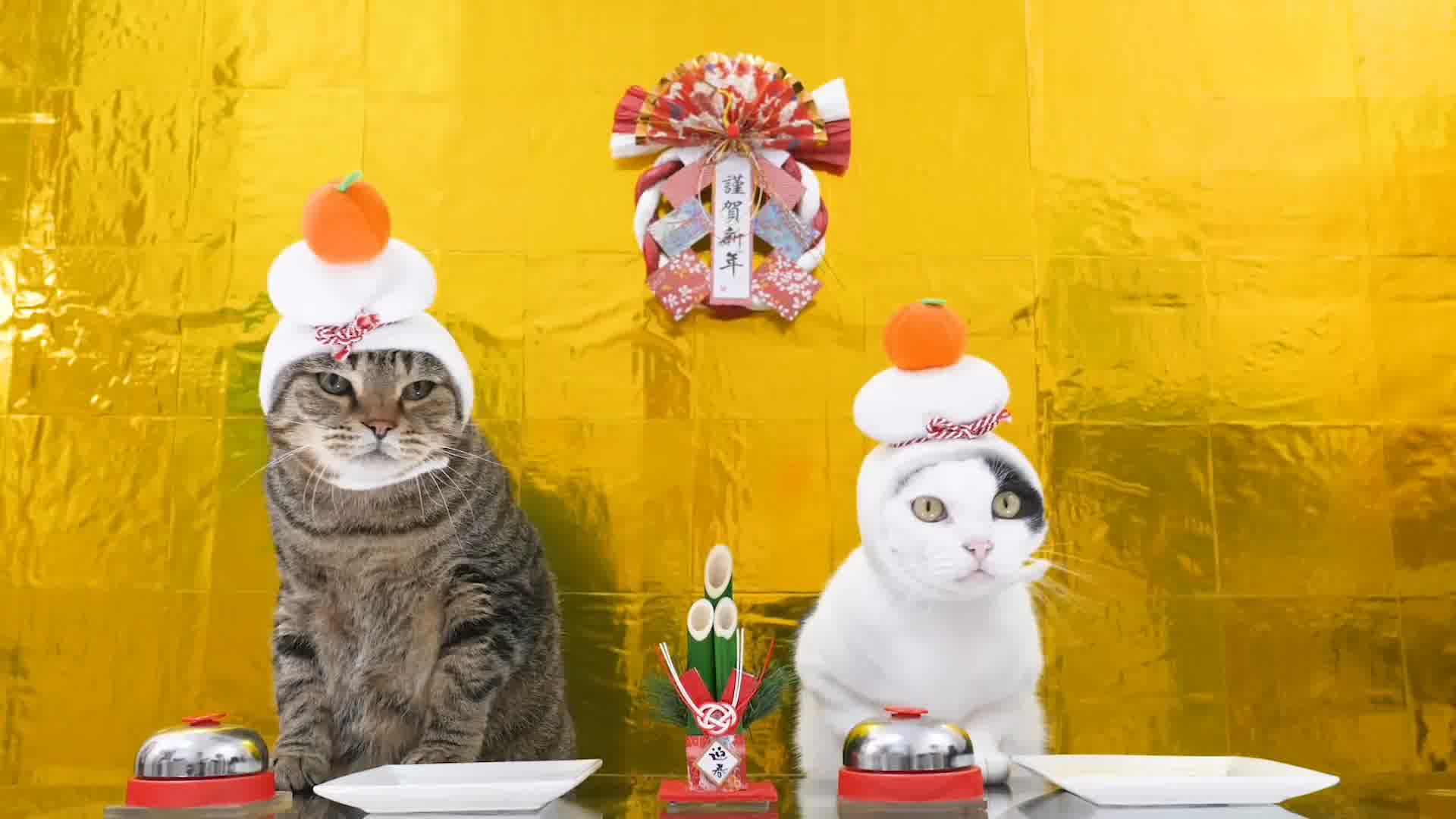 可爱小猫吃东西