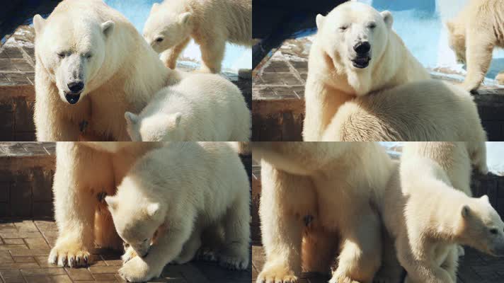 动物园，大白熊