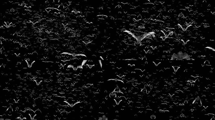 【带通道】一群蝙蝠迎面飞来5