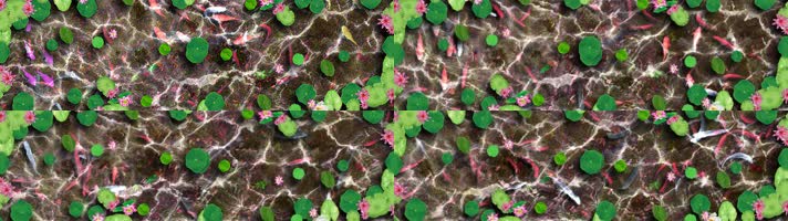 4K地屏投影鱼塘荷塘