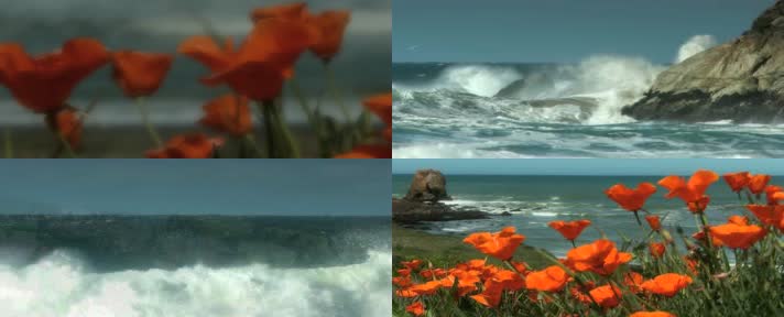  《面朝大海，春暖花开》朗诵背景视频