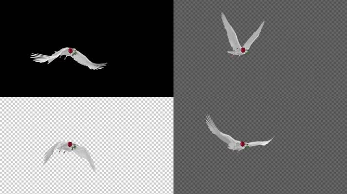 鸽子飞特效