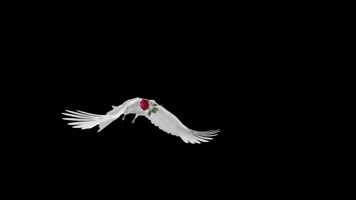 鸽子飞特效