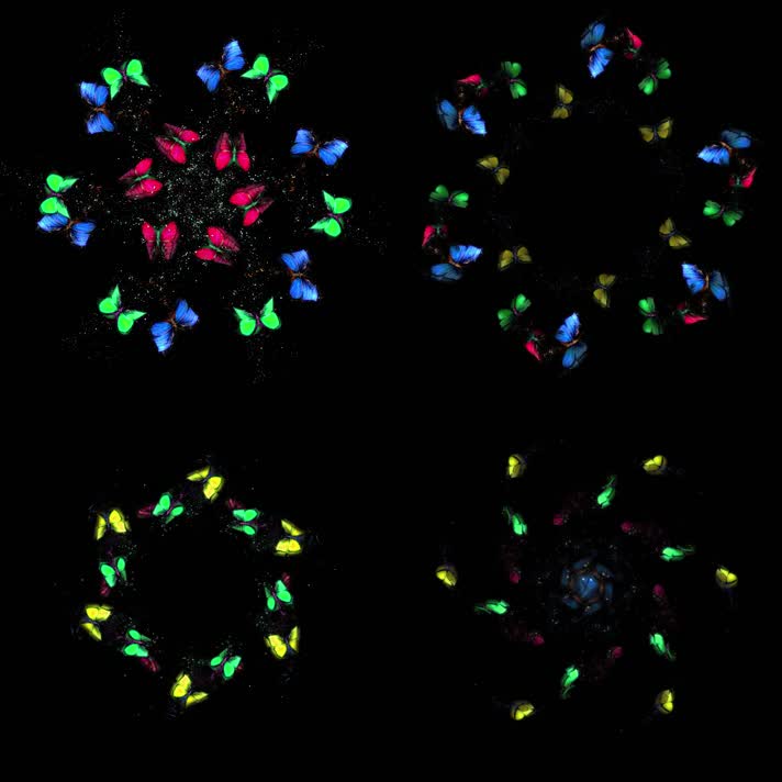 全息粒子蝴蝶裙摆婚纱投影素材6