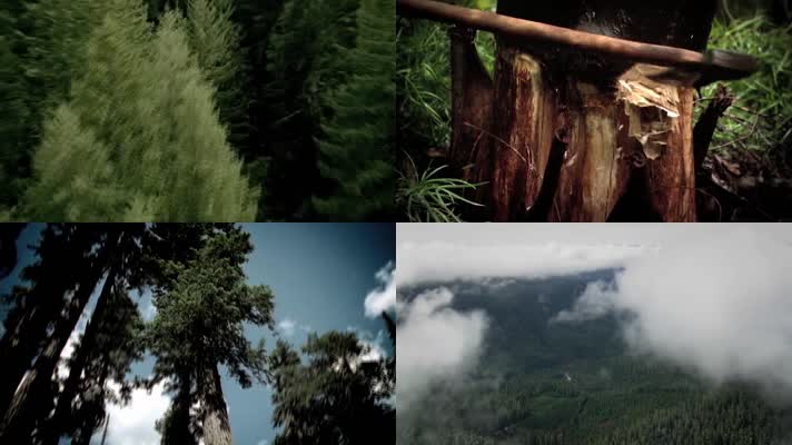 森林砍树伐树倒破坏自然视频