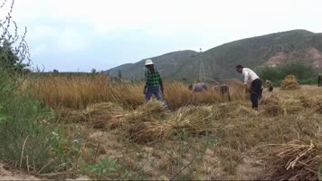 农民手工收割小麦