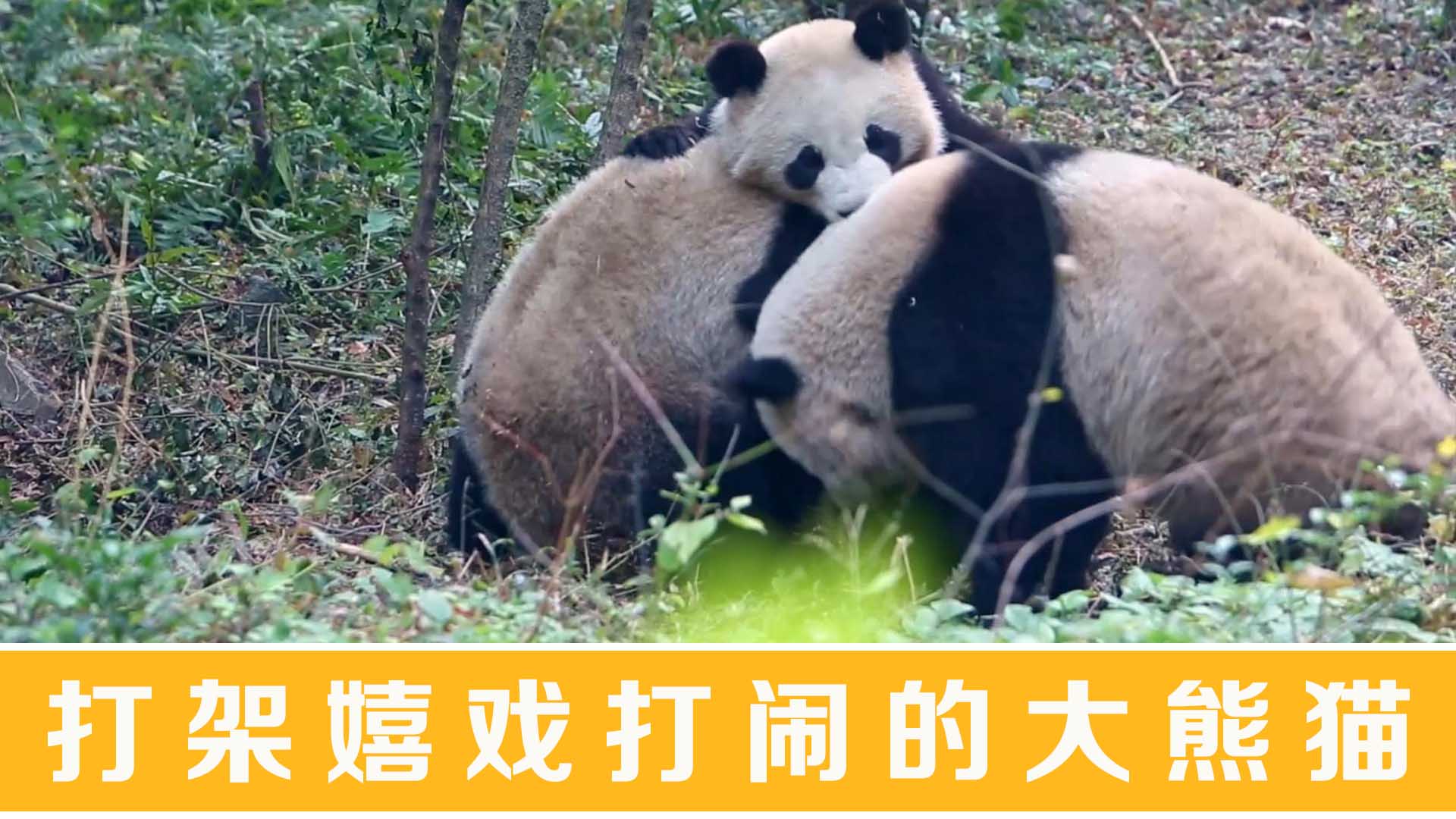 打架嬉戏打闹的大熊猫440