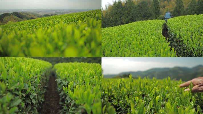茶园 茶树 绿色 生态 环保 经济作物 