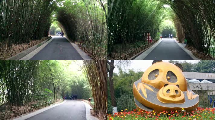 成都大熊猫繁殖基地436