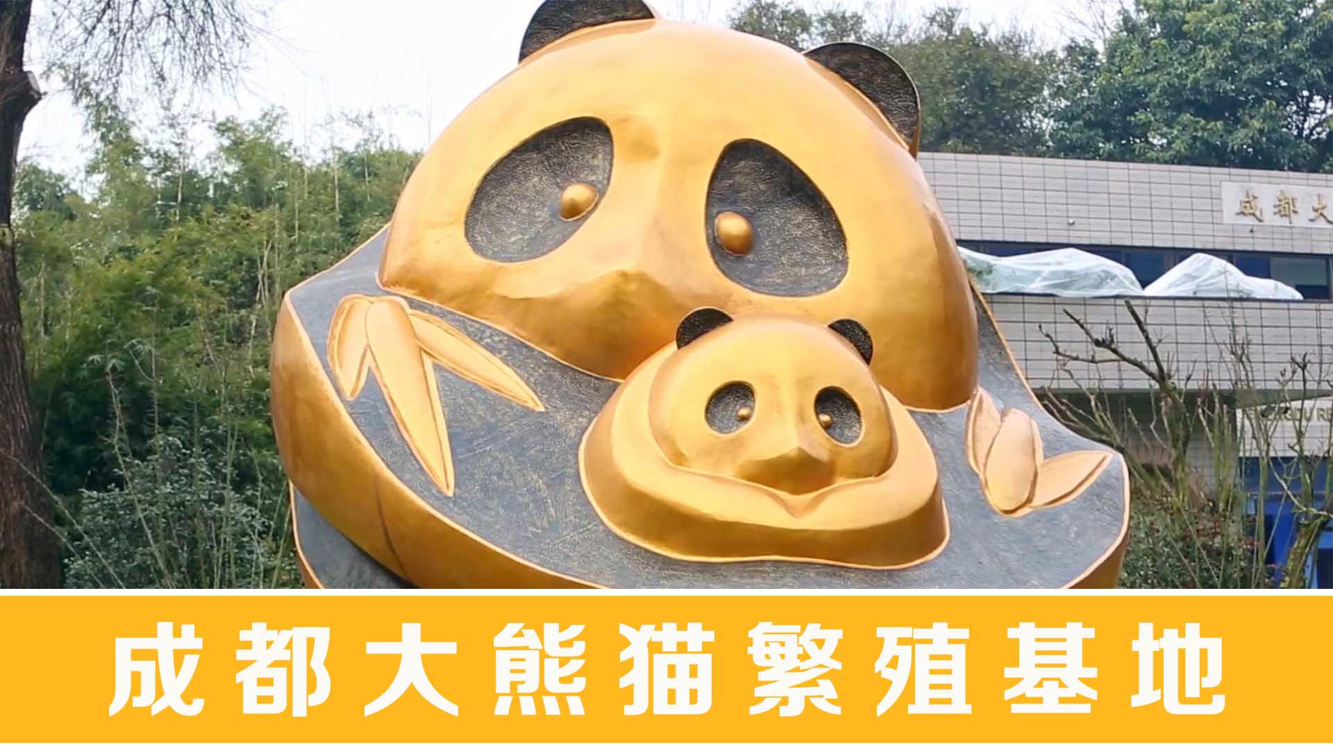 成都大熊猫繁殖基地436