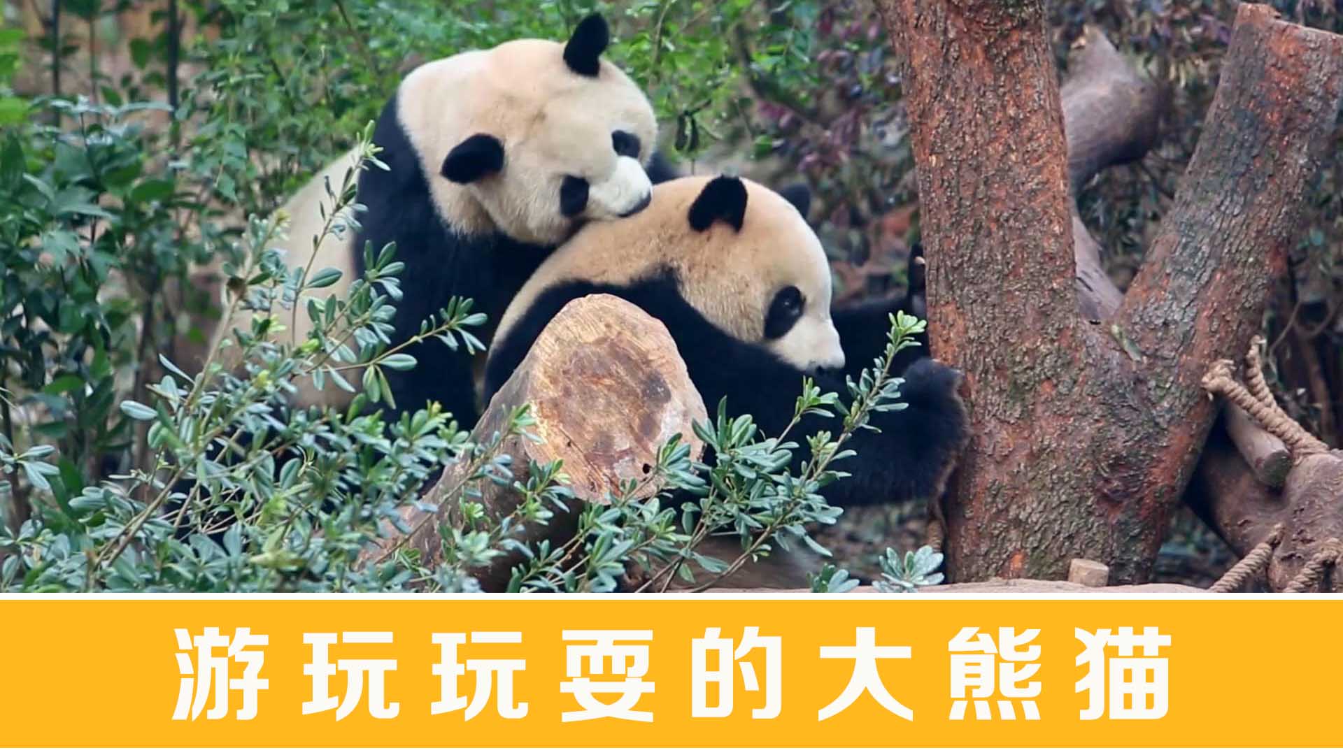 游玩玩耍的大熊猫439