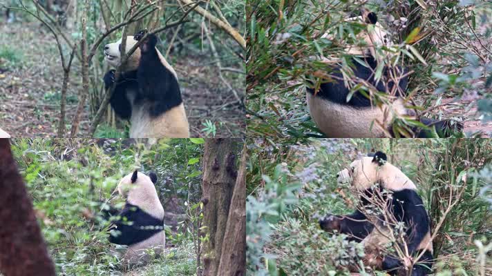 吃竹子进食的大熊猫438