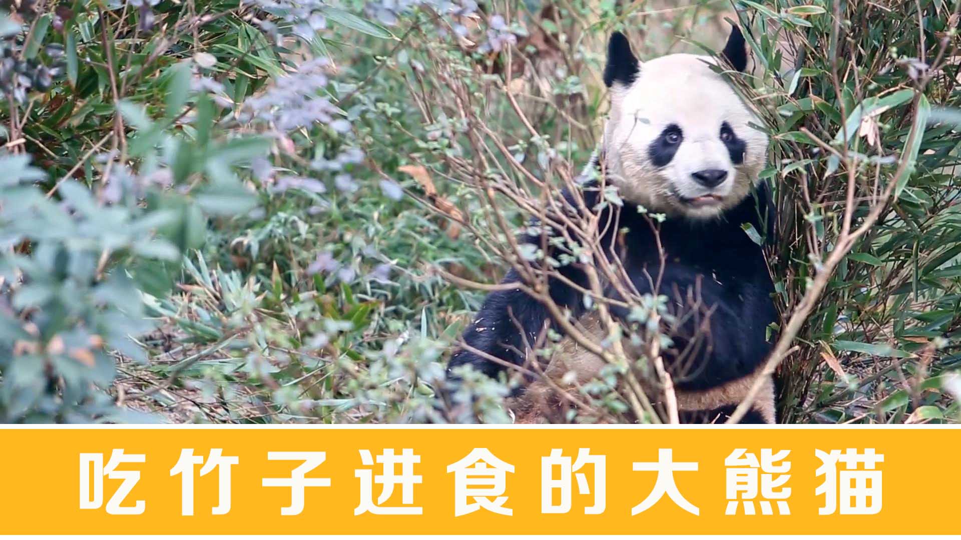 吃竹子进食的大熊猫438