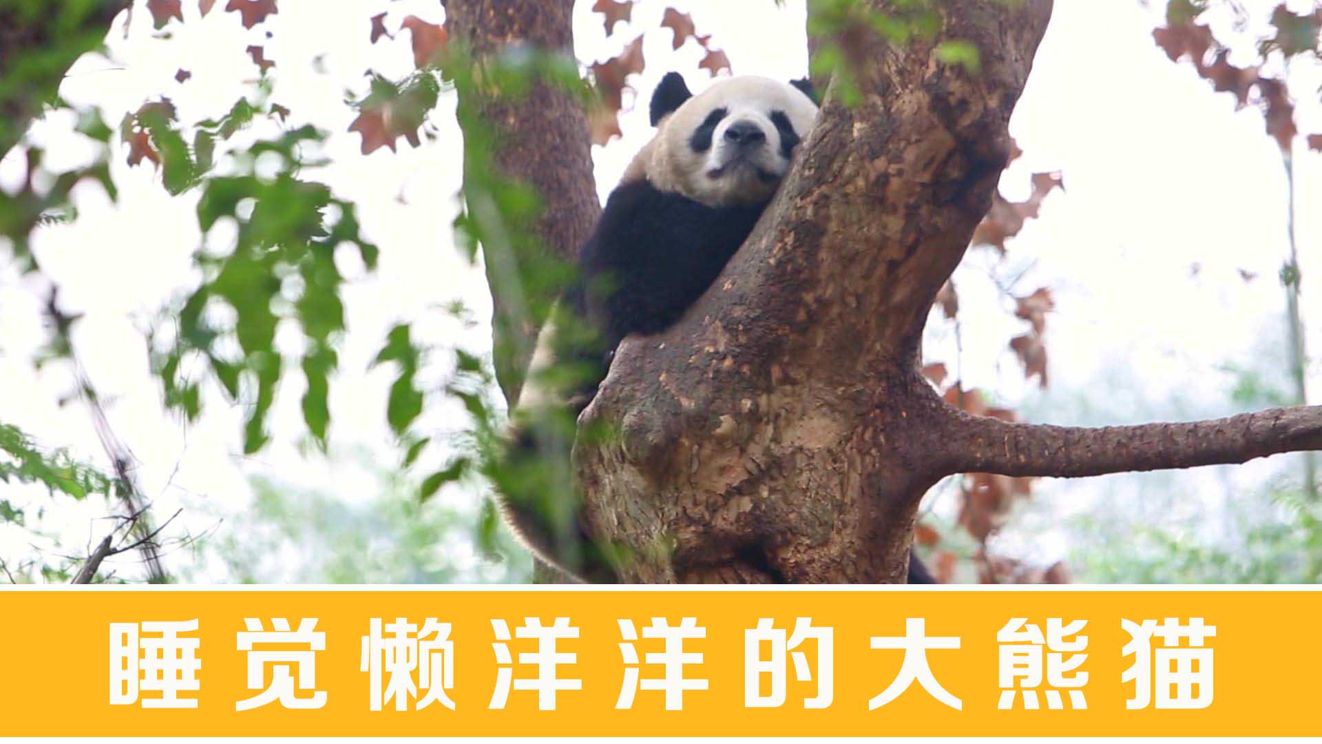 睡觉懒洋洋的大熊猫437