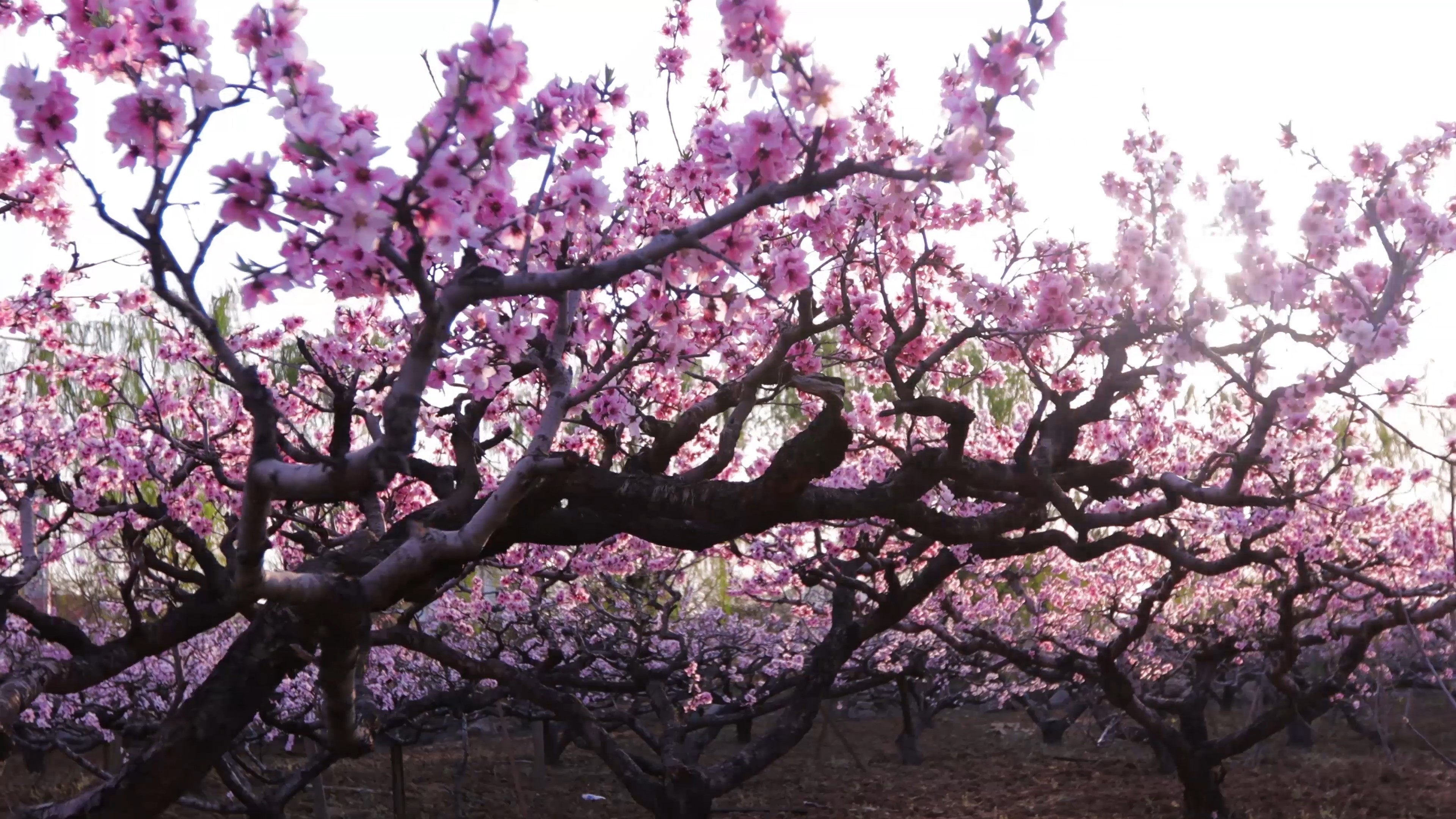 二十年老桃园桃花盛开4k 二十年老桃园桃花盛开4k