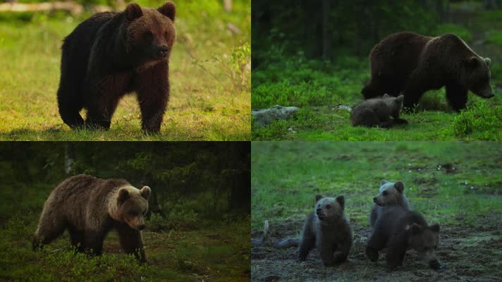 棕熊，大熊，熊宝宝