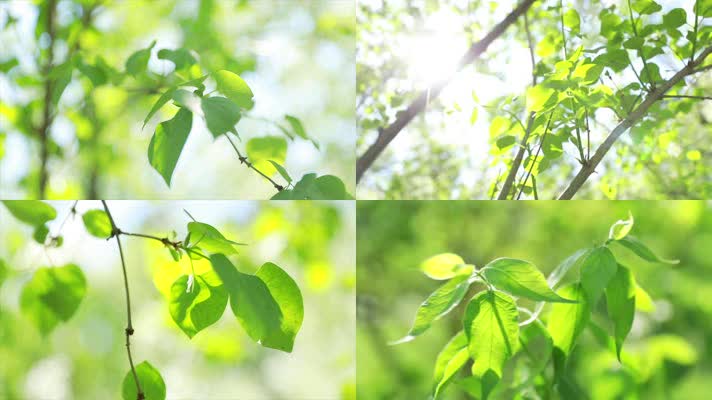 原创阳光下的树叶美好阳光