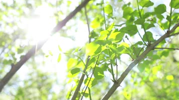 原创阳光下的树叶美好阳光
